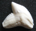 /products/galeocerdo-cuvier-zralok-tygri/